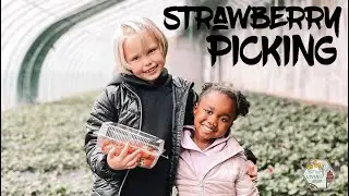 Strawberry Picking 草莓采摘园, - Living Asian (Expat Journey)