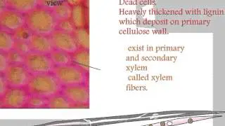 Identifying Plant Tissue Under Microscopic View