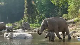 Junglee Janwar Ki Video || जंगली जानवरों की वीडियो  #junglee #Janwar #video