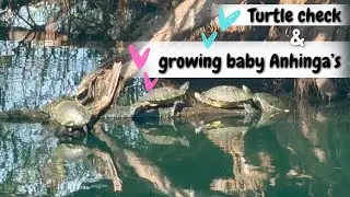 Nest Watch 2025: hungry and growing baby anhinga birds plus turtles