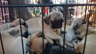 Murang mura lang mga puppies dito sa Bocaue Bulacan. @PuppiesPlanet