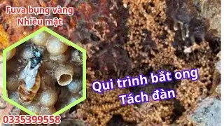 Ong D&uacute; Fuva bụng v&agrave;ng nhiều mật, qui tr&igrave;nh bắt ong v&agrave; t&aacute;ch đ&agrave;n