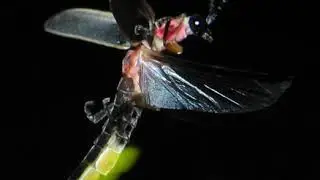 Bio-luminescence | Wikipedia audio article