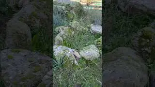 visita al Nuraghe SCAC 😞 ( villaggio nuragico Belveghile ) #nuraghe #olbia #bronzeage #megalithic