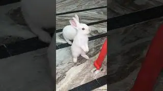 #cuterabbitbaby #rabbitjump #rabbits #youtube #cuterabbit #shortfeed #ytshorts #reels #music