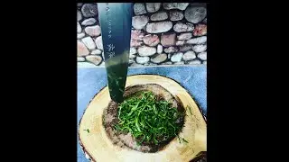 Knife skills / Chiffonade by chef Please Subscribe