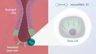 miR-31 is a major modulator of mouse intestinal stem cells during regeneration and tumorigenesis