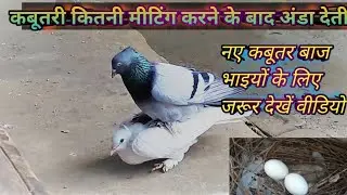कबूतर कितनी बार मीटिंग करने के बाद अंडा देता है||kitni bar meeting ke bad kabutar Anda degi||