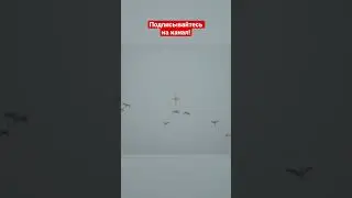 СЕРЫЙ ГУСЬ! ОХОТА НА ГУСЯ! #hunting #охота #shots #goose #гусь #youtube #shorts #short #shotkam