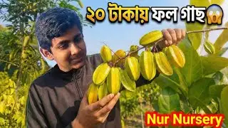 ২০ টাকায় ফলওয়ালা গাছ 😱 | Cheap Fruit Plant Nursery West Bengal