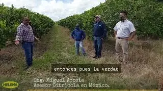 #citricos #hlb #nutricion #calidad #nutrition 