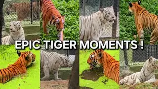 🐯 Different Types of Tigers | 🐅Interesting Tiger Information🧠 | Tigers 101 #tiger #wildlife #animals