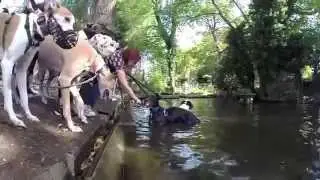 Elvis the ball chasing water loving Greyhound