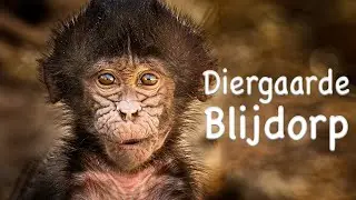 Diergaarde Blijdorp Fotografie & Video #zoo #dierentuin #diergaardeblijdorp #rotterdam