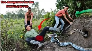 Brave men dig caves to catch king cobras and the unexpected ending | Girl Catches Snake