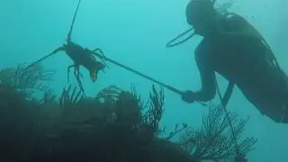 Scuba Diving Paradise - 3 Hidden Dive Sites near Palmas del Mar in Humacao, Puerto Rico