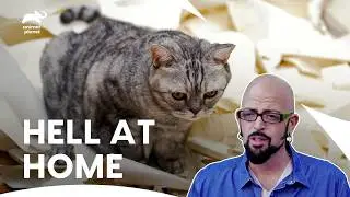 Jackson Help These Owners Having a Cat with Anger Issues | My Cat From Hell S6 E7,8,9| Animal Planet