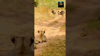Amazing Lion Training | Wild Animal Show#viral #shorts