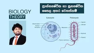 Pronuclear vs Eukaryotic Cells | ප්‍රාග්න්‍යෂ්ටික හා සූන්‍යෂ්ටික සෛල අතර වෙනස්කම් | A/L Biology