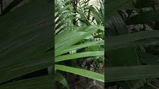 #youtubeshorts#viralvideo#reels#nature#greenscreen#fruit#plants#garden#tr