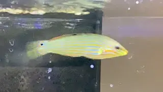 Melanurus Wrasse | Halichoeres melanurus