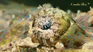 Lagu pop Wakatobi Ai ''(binongko Popalia),,*@OnchoRus 