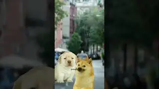 Toxic Perro 🤣🤣 | cheems videos | tamil comedy | tamil fun | pallan walter