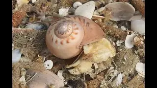 Grote tepelhoren Euspira catena