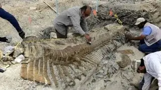 Dinosaur remains found in Mexico