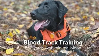 Blood Tracking Training | Puppy&rsquo;s Longest track | Blood trailing in the rain