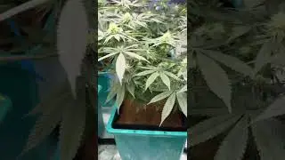 Before and after a quick defoliation of the flower tent