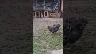 Fali nam jos dooosta perija 😊 Plymouth Rock#rooster