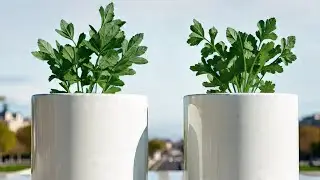Sow These 4 Fast-Growing Kitchen Herbs in January for Speedy Harvests as Early as March
