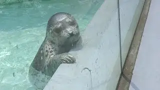 ゴマフアザラシ　生後2か月当時のおんぷちゃん【男鹿水族館GAO】