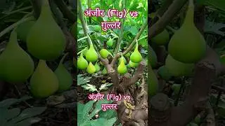 अंजीर और गुल्लर में क्या अंतर है? #farming #fruit #viralvideo #trendingshorts #trending