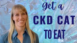Cat weight loss solutions CKD edition