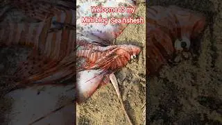 .#welcome to my mini blog.#dragon 🐲 fish#highlights thank you for watching #sailfindragon