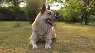 Flea and Tick Control services from Healthy Lawn