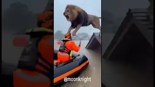 Dramatic rescue of animals in floods 🦁 🐶#shorts
