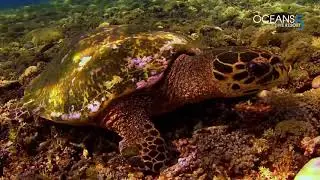 DDI Dive Instructor Course at the Gili Islands in Indonesia