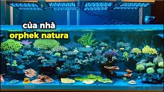 Expert Review: Natura Icon Reef LED Light - Insights from a Pro Vietnam Reefer!
