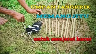 Cara mudah menjerat burung Kacer liar