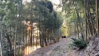 Nomad Tea Time at Manno Bamboo Forest