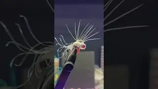 sscc fishing (fly #10) 
