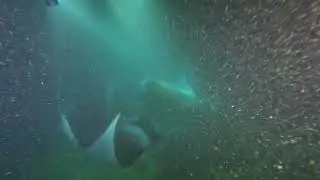 Big Island Hawaii Manta Ray Night Swim at Mauna Kea Beach Resort