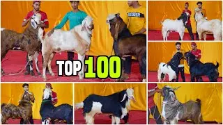 Top 100 Andul Goats of MD Goat Farm Ep 10