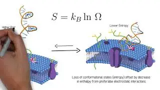 PHY2325: Aptamers for Drug Delivery