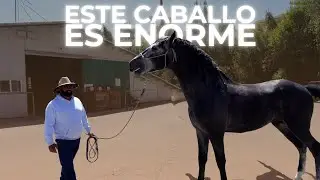 ¡Llega el CABALLO GIGANTE! No lo creerás! #vidaderancho #mexicanos