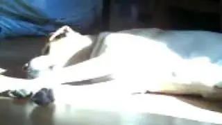 Tommy my DoggiDog