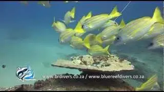 Reefballs on Close